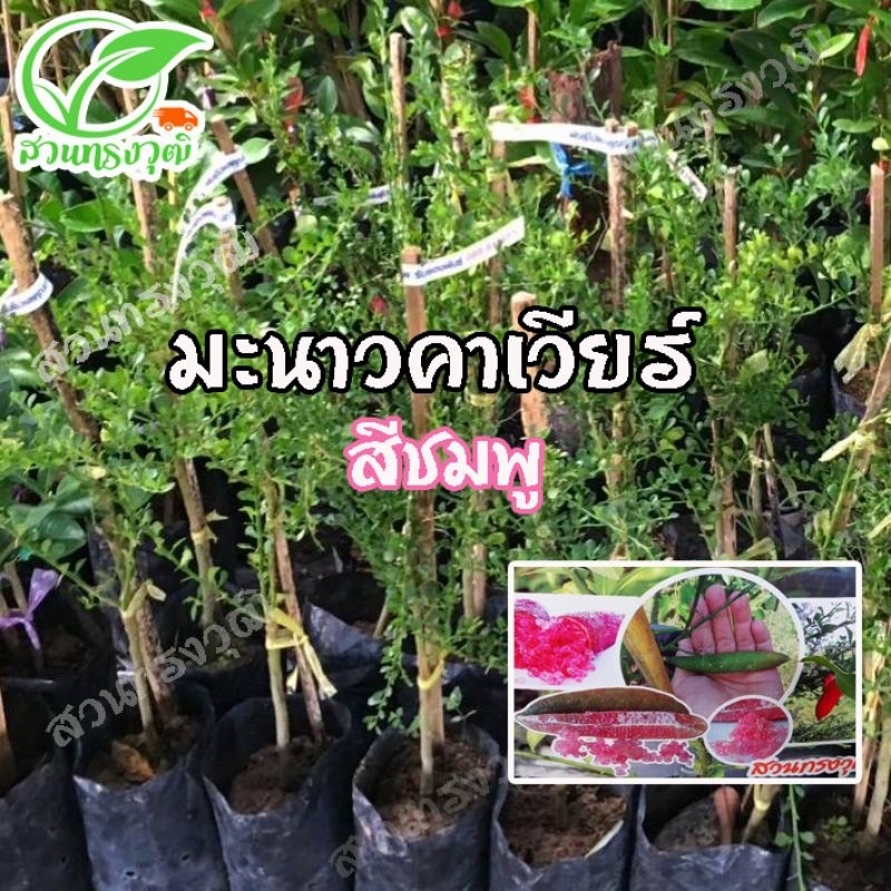 มะนาวคาเวียร์สีชมพู กิ่งเสียบยอด แท้ %