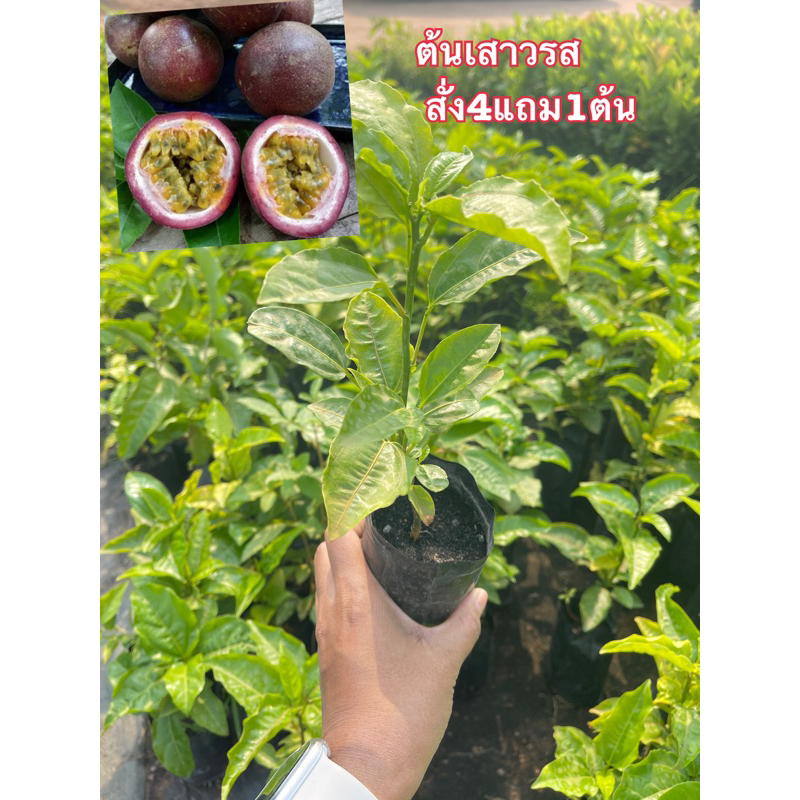 ต้นเสาวรสไทนุงผลสีม่วงเพาะเมล็ดปลูกง่าย สูง15-25ซม.สั่ง4แถม1ในกล่อง