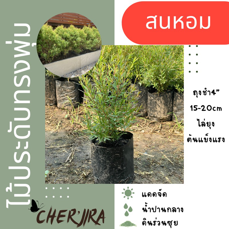 สนหอม ถุง 4” แพ็ค 50 ต้น