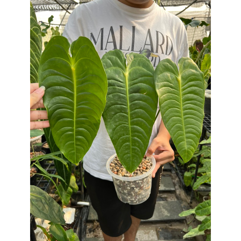 Anthurium veitchii king คิง