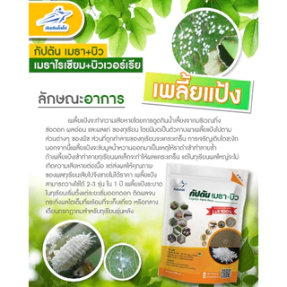 *กำจัดแมลง* แบบผง(500กรัม) เชื้อราบิวเวอร์เรีย + เชื้อราเมธาไรเซียม ตรา กัปตันโคโค่ ปลอดภัย 100 %