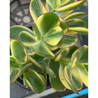 ต้นคลาสซูล่า ( Crassula Ovata หรือ Jade Plant ) #ต้นไม้สวรรค์ หรือ #ต้นใบเงิน”