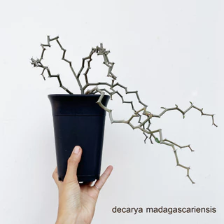 Decarya madagascariensis ซิกแซก .Rare Item,ไม้หายาก,ไม้สะสม มีกิ่งตัดสดให้ลองชำค่ะ