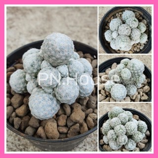 Mammillaria Humboldtii แมมลูกกอล์ฟ ฟอร์มกอ