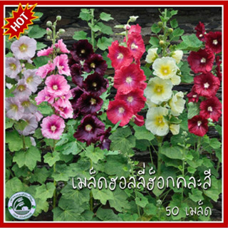 50 เมล็ด ฮอลลี่ฮ็อกคละสี Hollyhocks เมล็ดพันธุ์ฮอลลี่ฮ็อก เมล็ดฮอลลี่ฮ็อก ฮอลลี่ฮ็อก เมล็ดฮอลลี่ฮ็อกคละสี