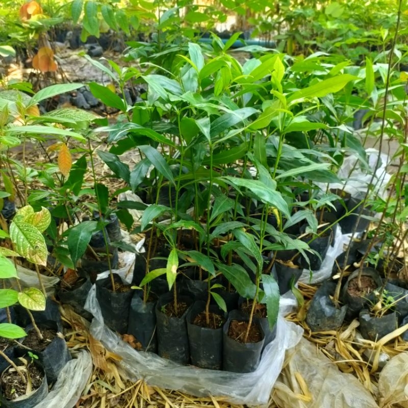 ต้นมั่งมี ต้นไม้ป่า พร้อมปลูก ต้นไม้มงคล มั่งมี - รูปที่ 2