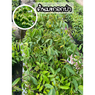 ต้นมะกอกป่า ผลนิยมนำมาตำส้มตำ สูง30-50ซม.