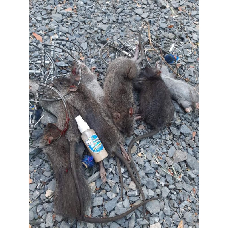 รูปภาพ 7