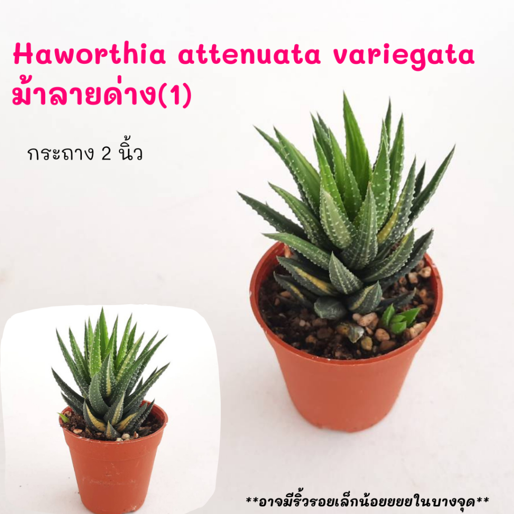 Haworthia attenuata variegata  ม้าลายด่าง(1) ไม้ชำหน่อ Cactus กระบองเพชร พืชอวบน้ำ พืชทะเลทราย ตะบองเพชร