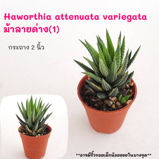 Haworthia attenuata variegata  ม้าลายด่าง(1) ไม้ชำหน่อ Cactus กระบองเพชร พืชอวบน้ำ พืชทะเลทราย ตะบองเพชร