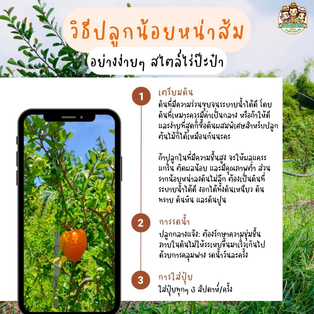 น้อยหน่าส้มบราซิล Annona Spinescens ต้นเสียบยอด ผลไม้แปลก ผลไม้หายาก ต้นไม้แปลก ต้นไม้ต่างประเทศ