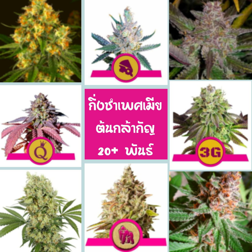 กิ่งชำกัญชา กิ่งชำค่าย กิ่งชำเพศเมีย หลายสายพันธุ์  ต้นกัญชา ต้นกล้ากัญชา สมุนไพรสายเขียว RoyalQueen