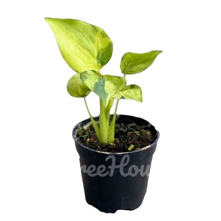 นางกวักด่าง ไซส์มินิ (Alocasia cucullata variegated) กระถาง 3 นิ้ว