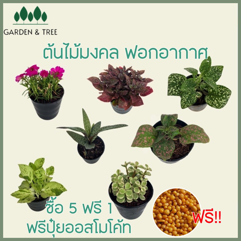 ต้นไม้จิ๋ว ต้นไม้มงคลราคา 20 บาท ซื้อ 5 แถม 1🪴สั่งขั้นต่ำ 2 ต้นนะคะ ชุดที่5