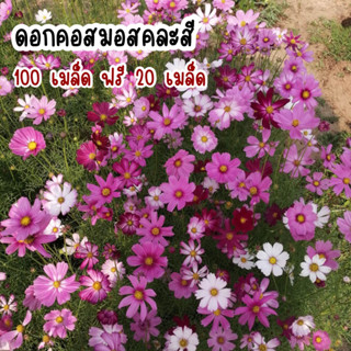 เมล็ดพันธุ์ดอกคอสมอสคละสี100เมล็ดแถมฟรี20เมล็ด🌸 OPแท้ ปลูกง่าย