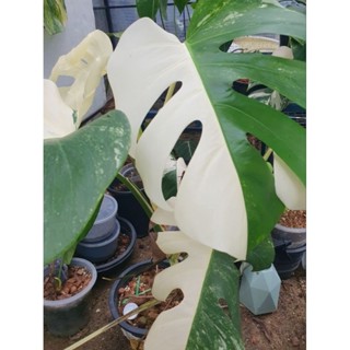 monstera albo holland japan aurea 3สี