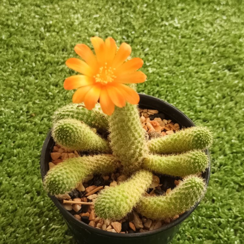 รีบูเทียเลื้อยดอกส้ม Rebutia Pulvinosa แคคตัส กระบองเพชร cactus&succulent