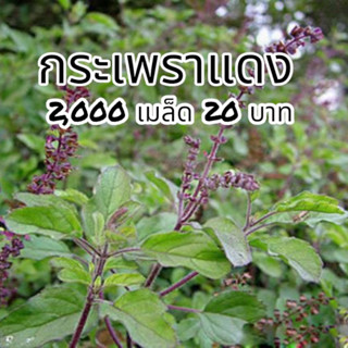 เมล็ดกะเพราแดง 1,500-2,000 เมล็ด 20 กะเพราง่าย ตอบโจทย์สมุนไพรต้านไวรัส 10 แถม 1 อัตราการงอก 99%