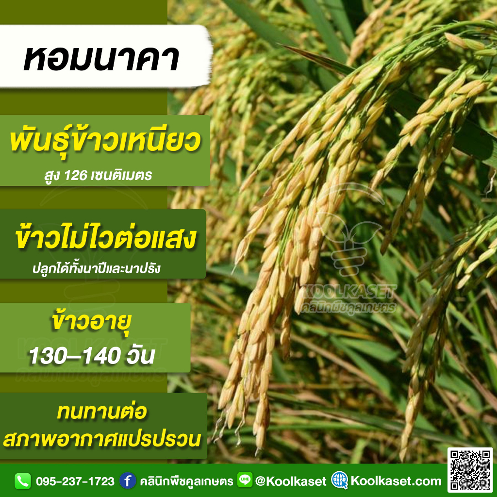 เมล็ดพันธุ์​ข้าว​ ข้าวเหนียว หอมนาคา นาปี นาปรัง ไม่ไวแสง กอตั้ง ลำต้นแข็ง 25 กก. คูลเกษตร KR23
