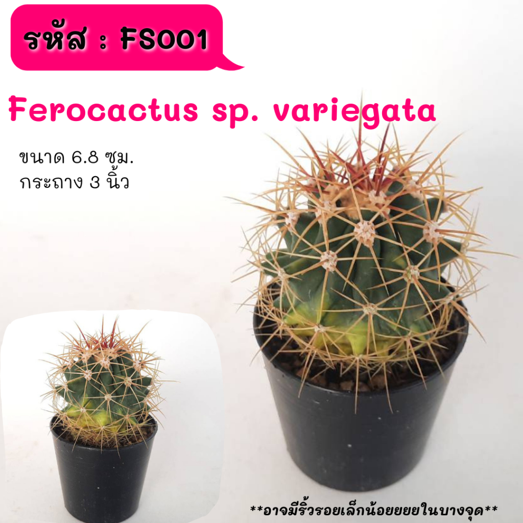 FS001 Ferocactus sp. variegata ลูกผสมตัวด่าง ไม้เมล็ด cactus กระบองเพชร แคคตัส กุหลาบหิน พืชอวบน้ำ