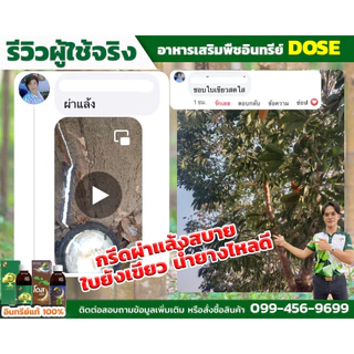 [ร้านค้าบริษัท] ฮอร์โมนเพิ่มน้ำยาง บำรุงใบและลำต้น โดสเขียวโปรแถม เร่งใบเร่งต้น เพิ่มนํ้ายาง ใบเขียว