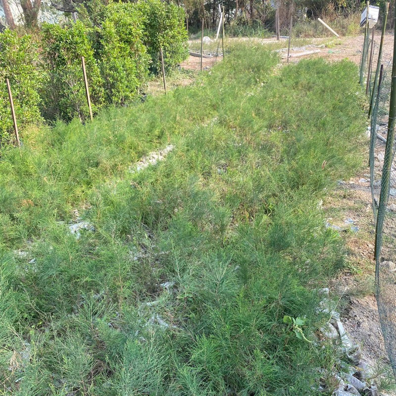 ต้นสนทะเล (จำนวน 30 ต้น) สูง 30-40 เซน Casuarina equisetifolia