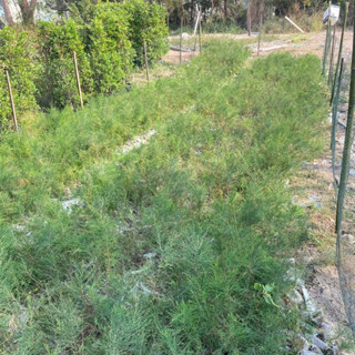 ต้นสนทะเล (จำนวน 30 ต้น) สูง 20-30 เซน Casuarina equisetifolia