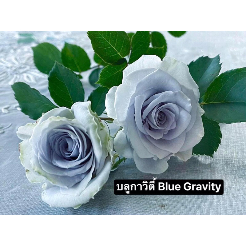 กุหลาบ-บลูกาวิตี้ “Blue Gravity”  โทนสีฟ้าม่วง หรือ ม่วงควันบุหรี่  ไร้หนาม