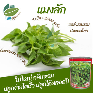 เมล็ดพันธุ์ แมงลัก (Hoary Basil)
