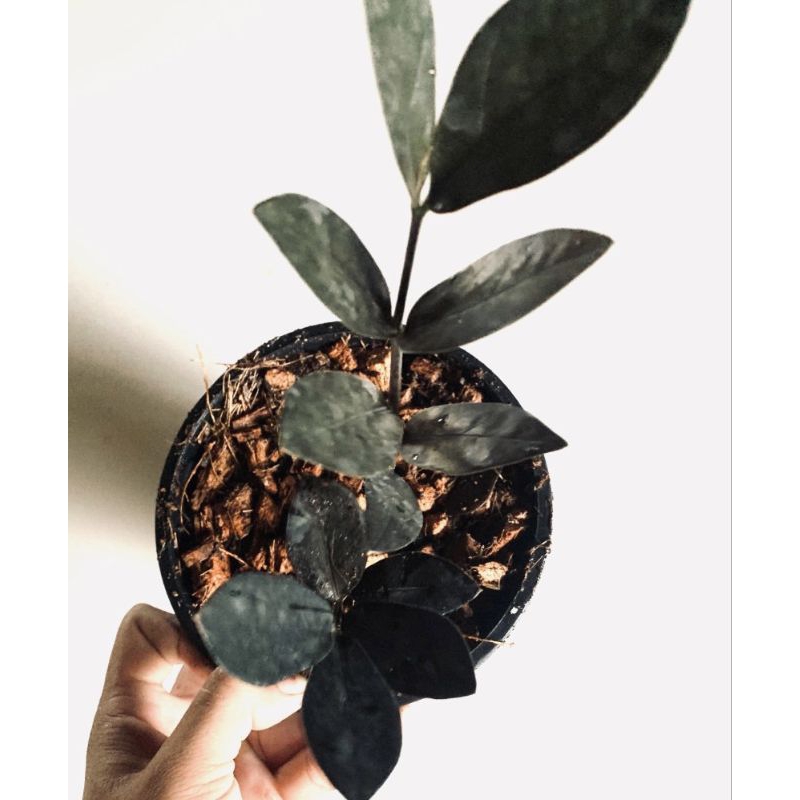 จัดโปรลดราคา 🖤 กวักมรกตใบสีดำ Zamioculcas zamiifolia Lodd Engl ตามหลักฮวงจุ้ย ดูดทรัพย์ ดูดโชคลาภ สุดยอดไม้มงคล