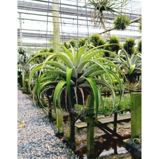 Tillandsia capitata silver rose ไม้แขวนรากอากาศ