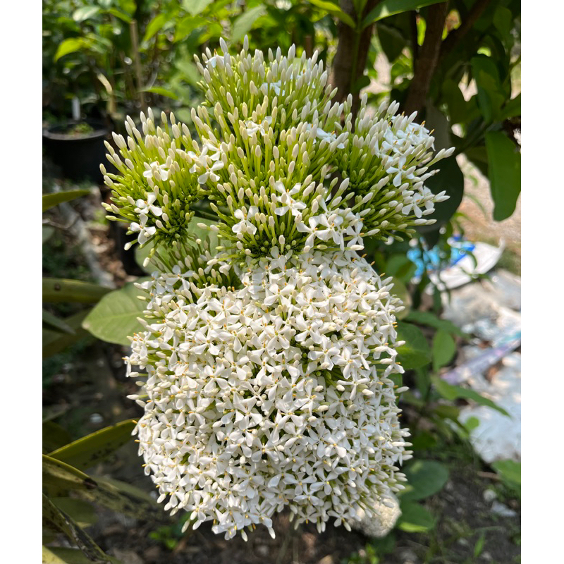 ต้นเข็มขาว ดอกหอม ความสูงประมาณ 50 ซม.