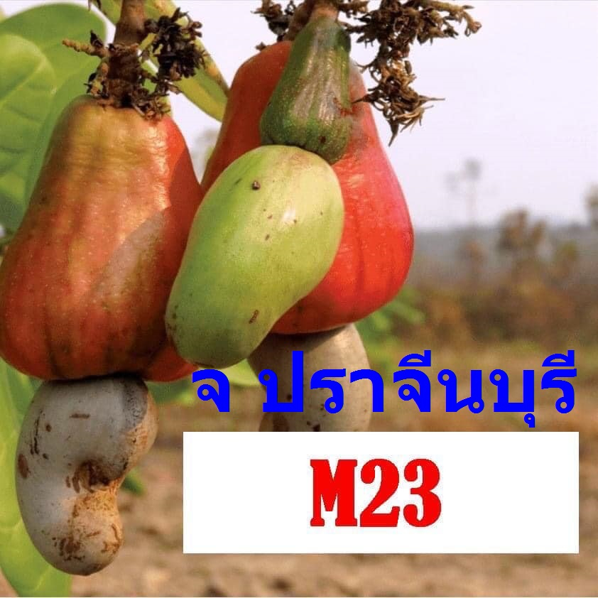 เมล็ดมะม่วงหิมพานต์ M23 สายพันธุ์ใหม่ (ปี2566)มาแล้ว (20เมล็ด110 บาท)