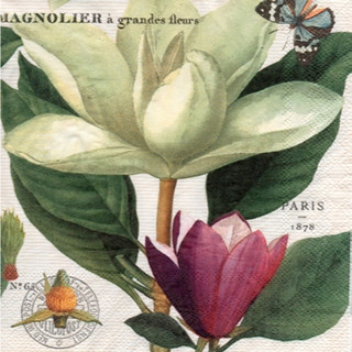 Pladao Napkin ภาพดอกไม้ วินเทจ ดอกแมกโนเลีย Magnolia กระดาษ แนพกิ้น สำหรับงานศิลปะ เดคูพาจ decoupage ขนาด L 33x33