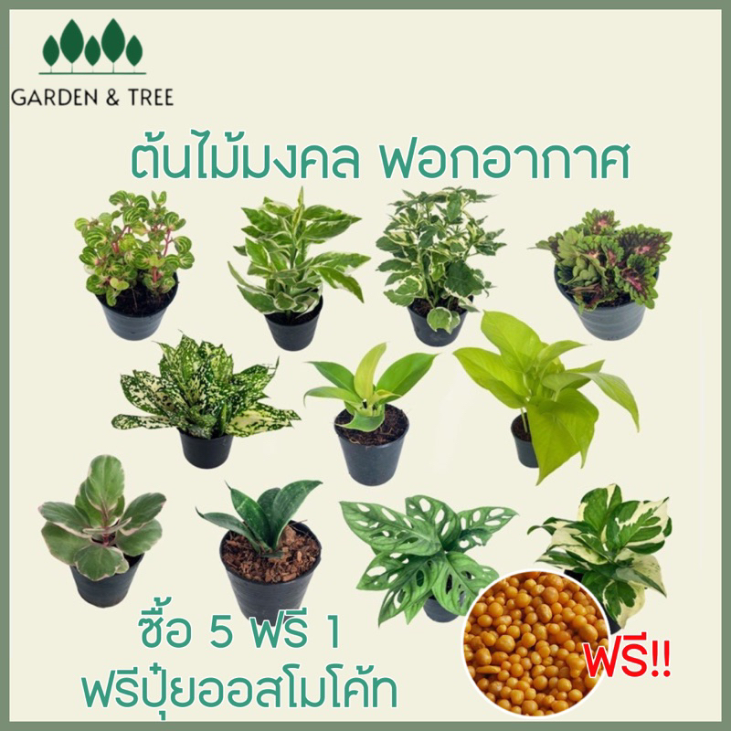 ต้นไม้จิ๋ว ต้นไม้มงคลราคา 20 บาท ซื้อ 5 แถม 1🪴สั่งขั้นต่ำ 2 ต้นนะคะ ชุดที่3