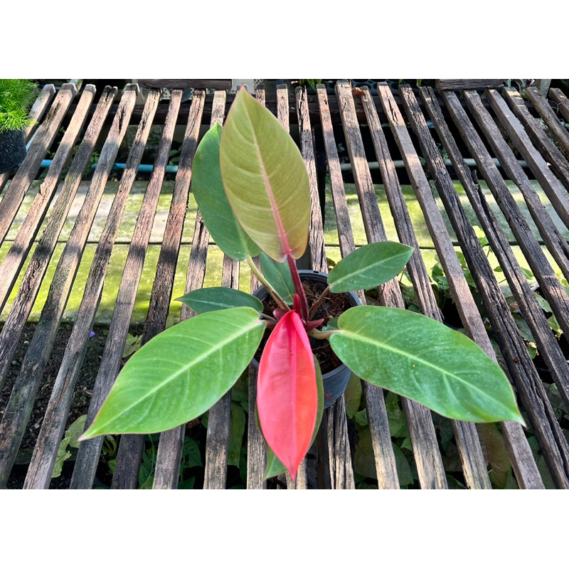 ต้นกุมารแดงเรียกทรัพย์ ไม้ใบอ่อนสีแดง จัดส่งพร้อมกระถางขนาด 5-6 นิ้ว