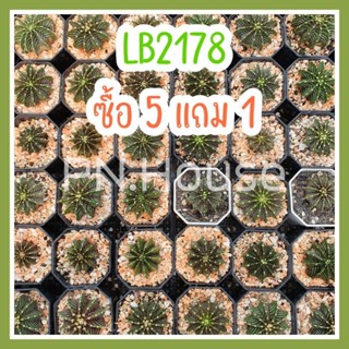 🌵 5 แถม 1 🌵 LB2178 ตัวแท้ ไม้เมล็ด