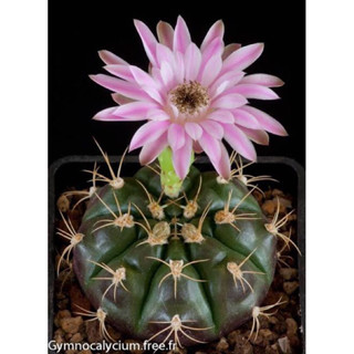 ยิมโนแม่ลูกดก (กระถาง3นิ้ว) Gymnocalycium damsii กระบองเพชร แคตัส