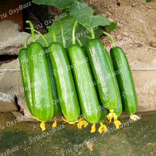 เมล็ดพันธุ์แตงกวาฮอลแลนด์ เมล็ดแตงกวาฮอลันดา 20เมล็ด แตงกวาไร้หนาม Dutch Cucumber seeds
