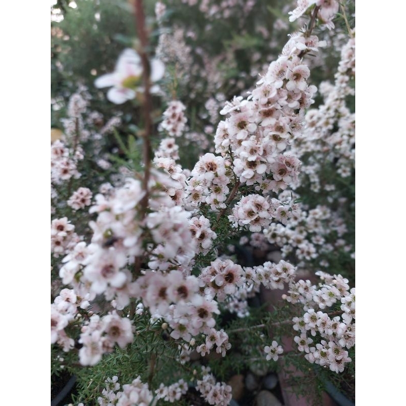 ต้นมานูก้าดอกขาวอมชมพูแหล่งผลิตน้ำผึ้งจากดอกมานูก้า ดอกไม้กินได้