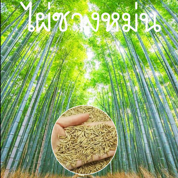 ไผ่ซางหม่น ถูกที่สุด10บ. เมล็ดพันธุ์ไผ่ซางหม่น 3-18 เมล็ด ปลูกง่าย ไผ่ทำเงิน ไผ่เงินล้าน