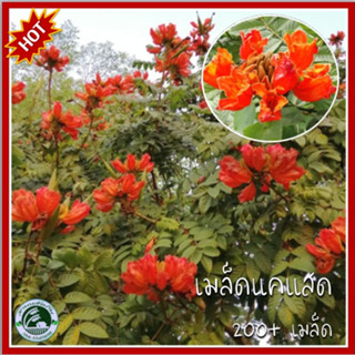 200+ เมล็ด แคแสด African tulip tree แคแดง ยามแดง