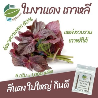 เมล็ดพันธุ์ ใบงาแดงเกาหลี (Red Shiso)