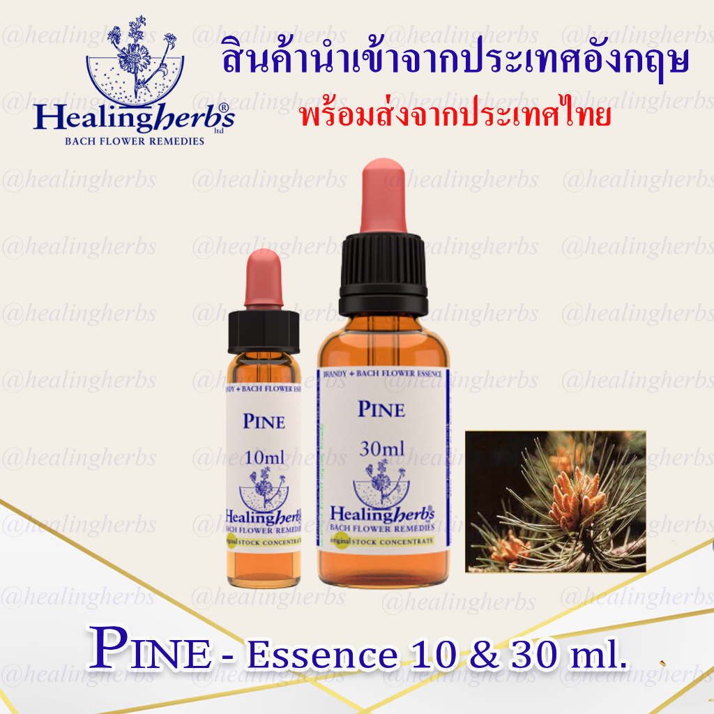 (Pine) Bach Flower Essence (droppler) ขนาด 10 ml. หรือ 30 ml. ของแท้ 100% ***พร้อมส่งในไทย***