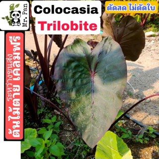 Colocasia Trilobite ตัดสด ไม่ตัดใบ โคโลคาเซีย ไทรโรไบท์ Hybrid Pharaoh mask x Black Coral