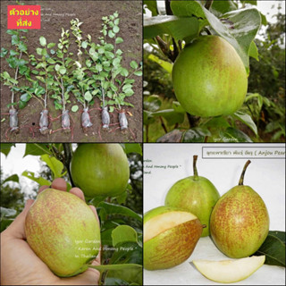 (1กิ่งตอน) กิ่งตอน ลูกแพรเขียว พันธุ์ อัลจู Anjou Pears ลูกแพร / พิสุทธิ์