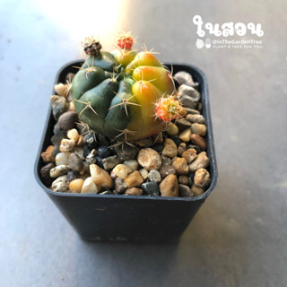 ยิมโน แดมซิไอด่าง (ลูกชุบ)damsii cactus แม่ลูกดกด่าง📌ส่งเปลือยราก