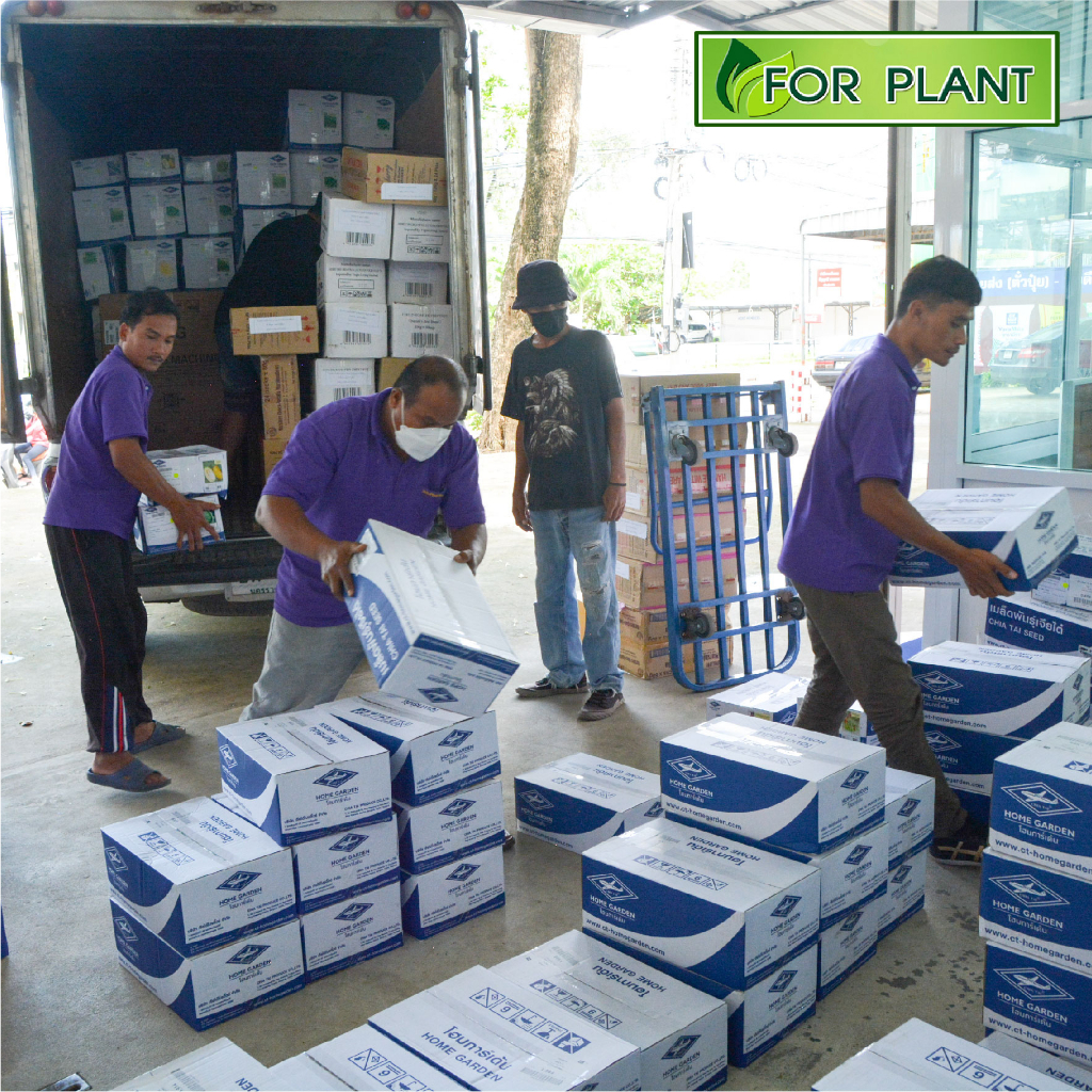 เมล็ดพันธุ์ ผักซอง ถั่วพู ตราเจียไต๋ CT15 บรรจุแพ็คล่ะ 10 ซอง - รูปที่ 2