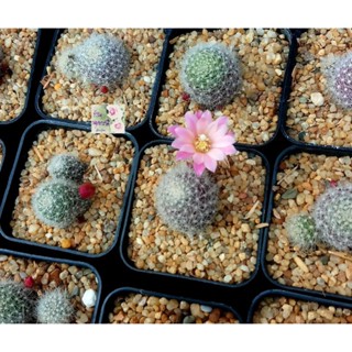 ต้นกระบองเพชรแมม กระบองเพชรริบูเทีย แมมแคตตัส mam cactus ributia กระถาง 2.5"ดอกสีชมพูหวานแตกเป็นกอ เลี้ยงง่าย