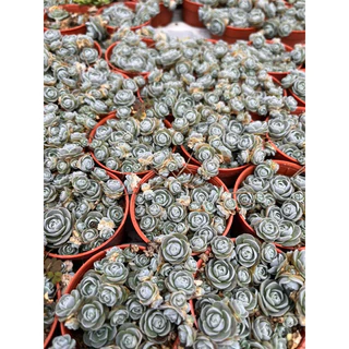 Echeveria Baby rose 🌹
